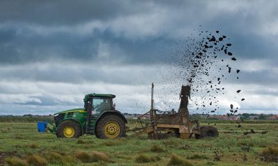 Revealed: farmers received only tiny sum from post-Brexit sustainability fund last year