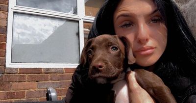 Dog owner distraught after Bristol 'hit-and-run' left puppy for dead