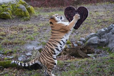 Animals enjoy Valentine’s treats at safari park