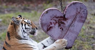 Amur tigers at Blair Drummond safari park enjoy heart-shaped treats ahead of Valentine's Day
