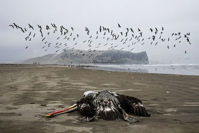 Bird flu is spreading. Don't freak out
