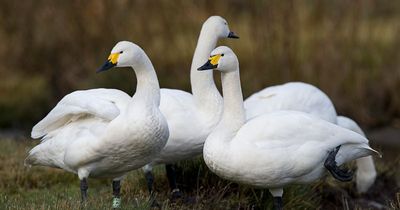 'Warmer winters and illegal hunting could see iconic swans disappear from our skies'