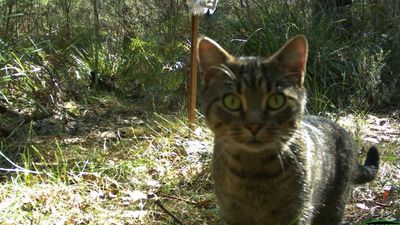 Robotic traps and artificial intelligence deployed in trial to control feral cats in Queensland's wet tropics