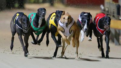 Traralgon's J-curve greyhound racetrack under scrutiny after injuries, calls to suspend use