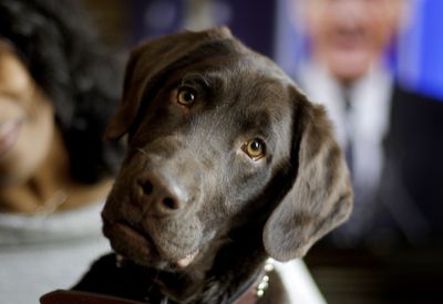 The Farmer’s Dog made everyone cry with its Super Bowl commercial