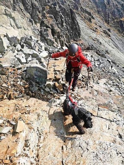 Munro-bagging dog scales 546 Scottish peaks in less than two years