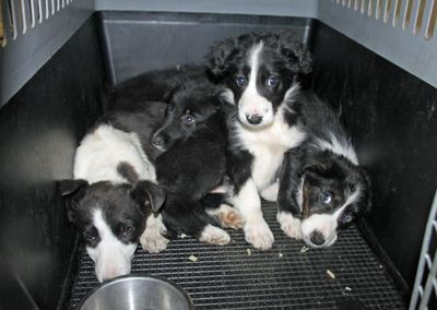 Calls to charity to give up pets increase amid cost of living crisis