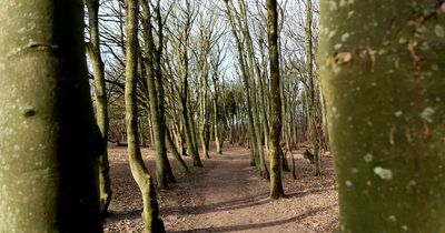 Mystery of hidden grove of rare trees in one part of Merseyside