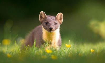 Country diary: Raising my flask to the pine martens