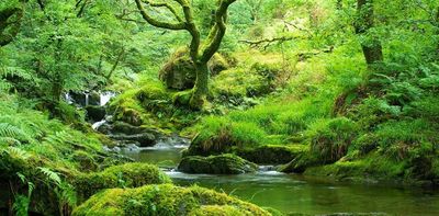 Livestock grazing is preventing the return of rainforests to the UK and Ireland