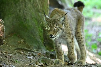 France's lynx at high risk of extinction: study