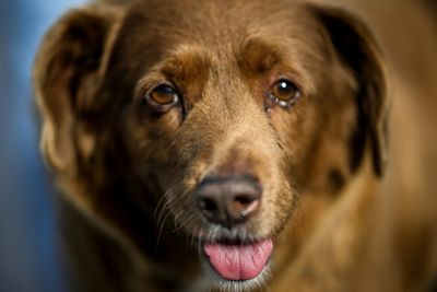 World's oldest dog Bobi, 30, is also one of the luckiest