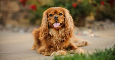 Vet's stark warning for dog lovers considering buying a King Charles spaniel