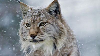 Study shows France's lynx at high risk of extinction within 30 years