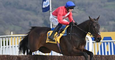 Allaho to miss Cheltenham Festival due to "very rare condition"