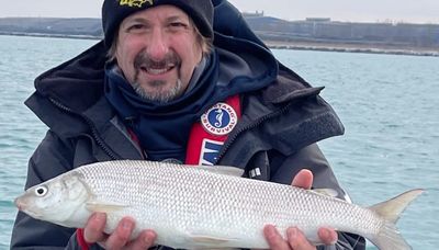 Whitefish as a surprise in that ‘box of chocolates’ called Lake Michigan