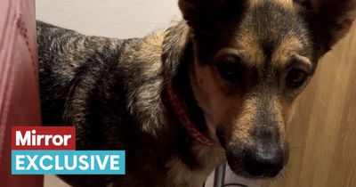 Sophie the famous rescue dog's journey from streets in Romania to finding love in UK