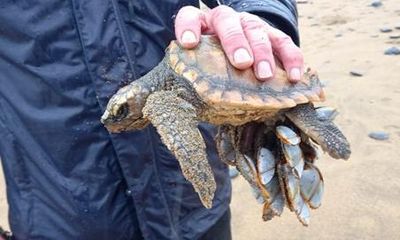Number of turtles stranded on British and Irish coast on the rise
