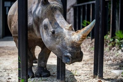 South Africa's largest rhino farm puts itself up for sale