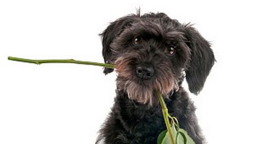 Dog safe Valentine flowers and the bouquets fillers that are potential killers