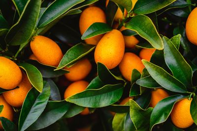 A guide to winter citrus varieties