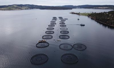 Food for thought: carbon footprint of salmon and chicken farming mostly stems from feed, study suggests