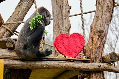 London Zoo gorillas celebrate their first Valentine’s Day together