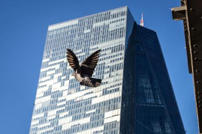 Pigeons’ Brains Rival High-tech Artificial Intelligence: Study