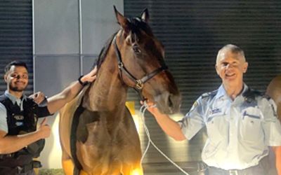 Horses safe after bewildering Sydney street gallop