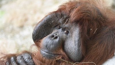 Brookfield Zoo mourns passing of Ben, a 44-year-old Bornean Orangutan