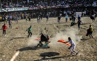 Colombia's bull fighting custom under fire for animal abuse