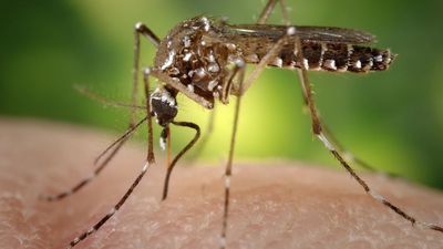 NT Health issue Murray Valley encephalitis alert after person's death
