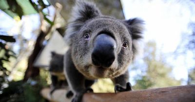 Urgent research needed to understand Hunter koala populations after bushfire devastation