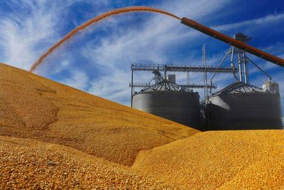 Mexico softens plan to ban imports of US GM feed corn