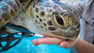 Green sea turtle population hit by 'grotesque' illness, Australia Zoo Wildlife Hospital flooded with cases