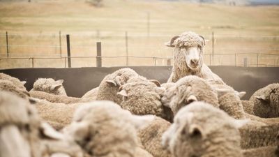 National sheep flock to hit 15-year high as increasing cattle prices drive graziers in new direction