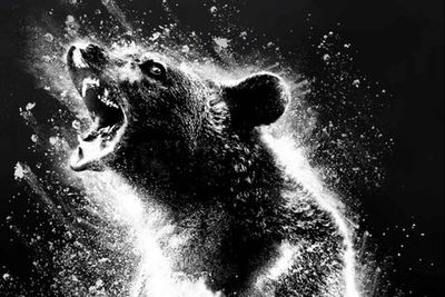 Cocaine Bear: fact or fiction? The incredible true story behind this year’s weirdest film