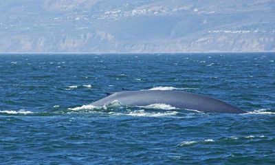 Deep sea mining noise poses harm to blue whales, scientists warn