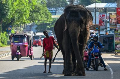 Sri Lanka bans single-use plastics to save elephants