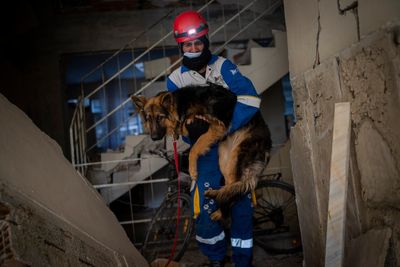 Amid quake's devastation, parallel rescue bid targets pets