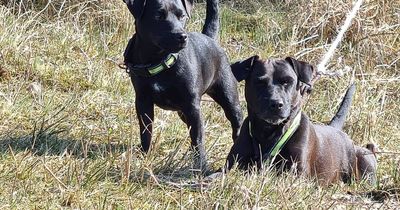 Desperate search for two beloved pet dogs missing since weekend