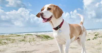 Six Valentine's Day gifts that could be dangerous for your pets, according to experts