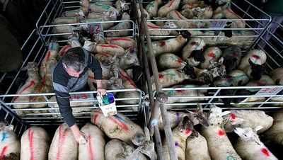 Sheep farmers protest income crisis as quotes fail to improve