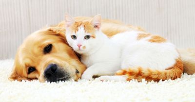 The toxic Valentine's Day treats and flowers that could be fatal to your pet