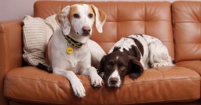Valentine's Day appeal to keep canine couple together