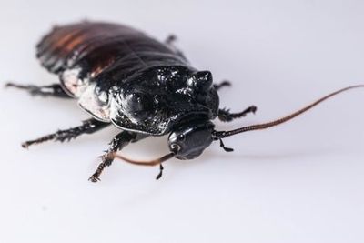 You can name a cockroach after your ex this Valentine’s Day