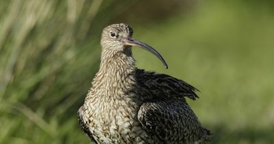 Hope for threatened curlew as 80 fledging chicks recorded in NI
