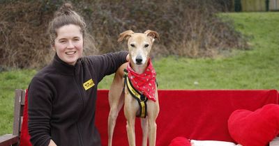 The dog desperately looking for a new home after being returned three times to the rescue centre