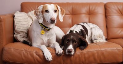 Dogs Trust looking for home for adorable canine couple for Valentine's Day