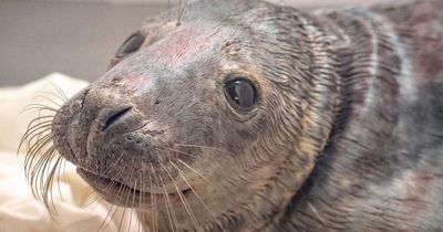 Seal injured after dog attack on Northumberland beach is now 'demolishing plenty of herring' after flipper surgery